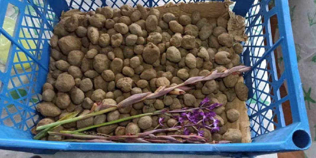 Doğa yürüyüşünde dikkatini çekti, üretmeye karar verdi! İlk hasatta 600 kg ürün aldı 5